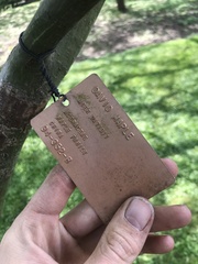 Acer davidii
