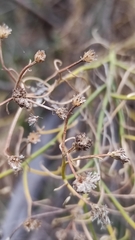 Baccharis boliviensis