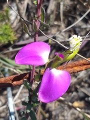 Polygala peduncularis