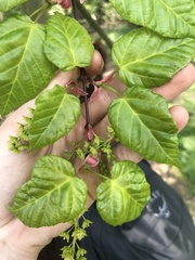 Acer davidii