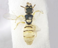 Nomioides minutissimus