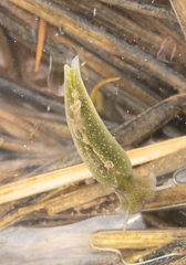 Elysia chlorotica
