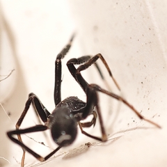 Liophrurillus flavitarsis