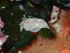 Pleurobranchaea tarda