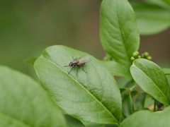Brachycera
