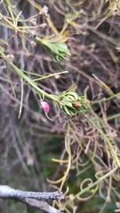 Baccharis boliviensis