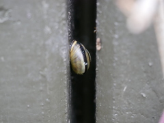 Cepaea nemoralis