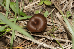 Entoloma sericeoides