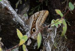 Caligo oileus