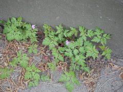 Geranium robertianum