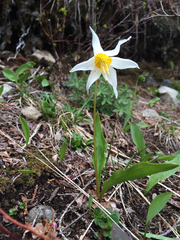 Erythronium montanum