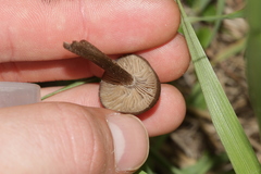 Entoloma sericeoides