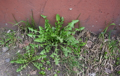 Taraxacum officinale