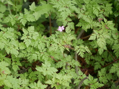 Geranium robertianum