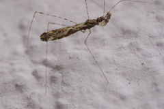 Empicoris culiciformis