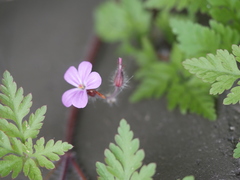 Geranium robertianum