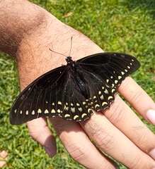 Papilio menatius