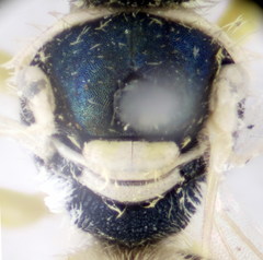 Nomioides minutissimus