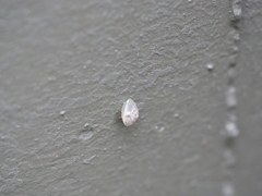 Hygromia cinctella