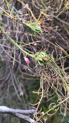Baccharis boliviensis