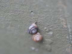 Trochulus hispidus