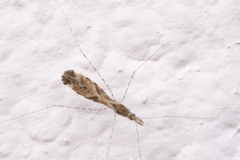 Empicoris culiciformis