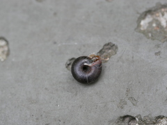 Trochulus hispidus