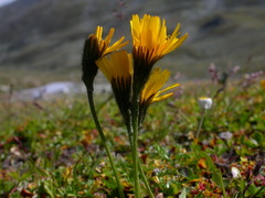 Leontodon hispidus pseudocrispus