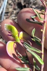 Polygala peduncularis