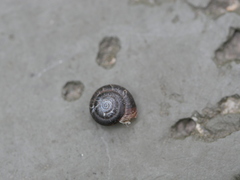 Trochulus hispidus