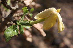 Gardenia ternifolia