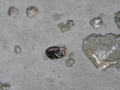 Trochulus hispidus