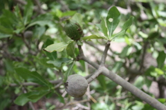 Gardenia ternifolia