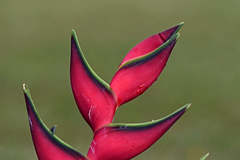 Heliconia orthotricha