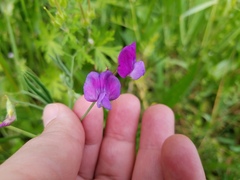 Lathyrus hirsutus