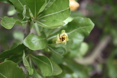 Gardenia ternifolia