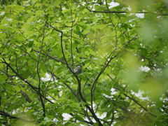 Parus major