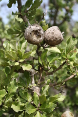 Gardenia ternifolia