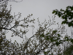 Parus major