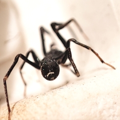 Liophrurillus flavitarsis