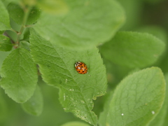 Harmonia axyridis