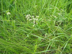 Poa angustifolia