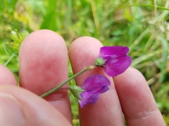 Lathyrus hirsutus
