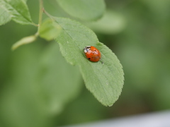 Harmonia axyridis