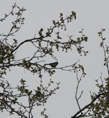 Parus major