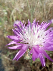 Centaurea crocodylium