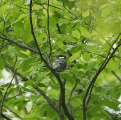 Parus major