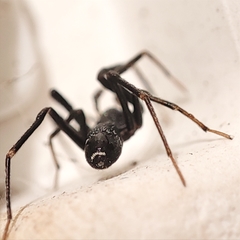 Liophrurillus flavitarsis