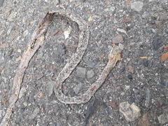 Dryophiops rubescens