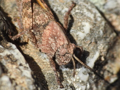 Ocnerodes